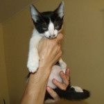 kitler